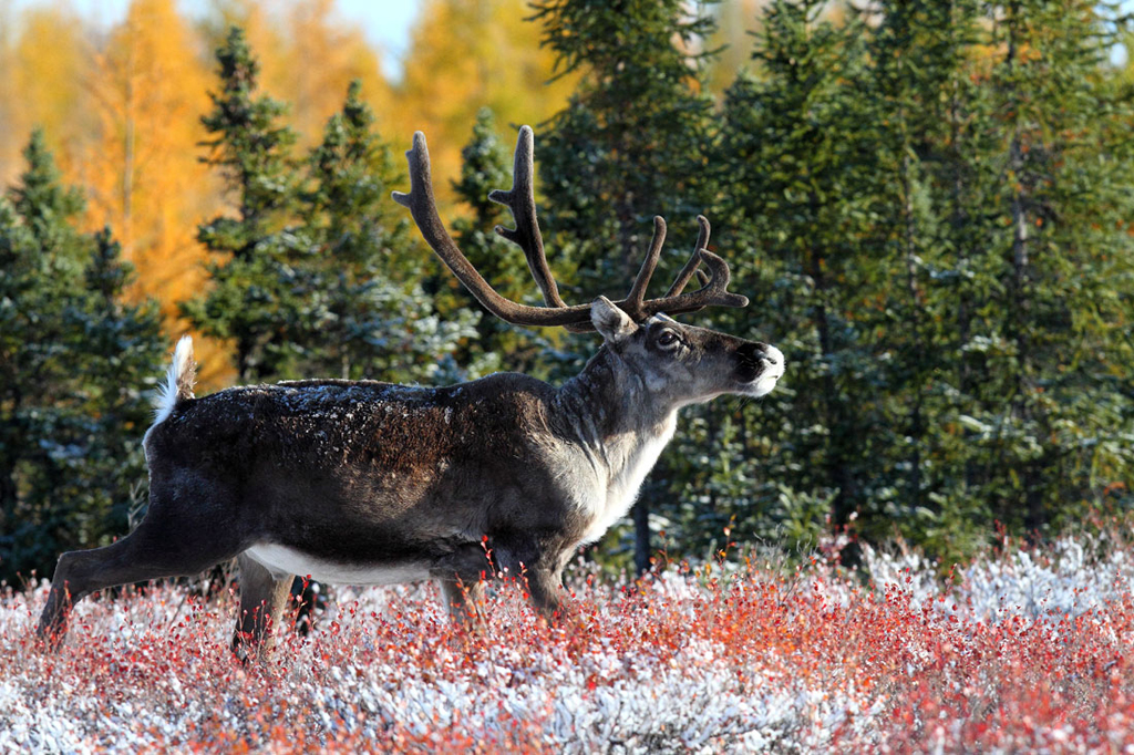 Manitoba Caribou Hunting Henik Lake Adventures