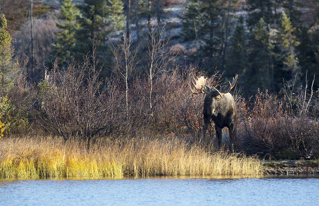 Henik Lake Adventures | Hunting In Nunavut | Caribou, Musk Ox, Grizzly!