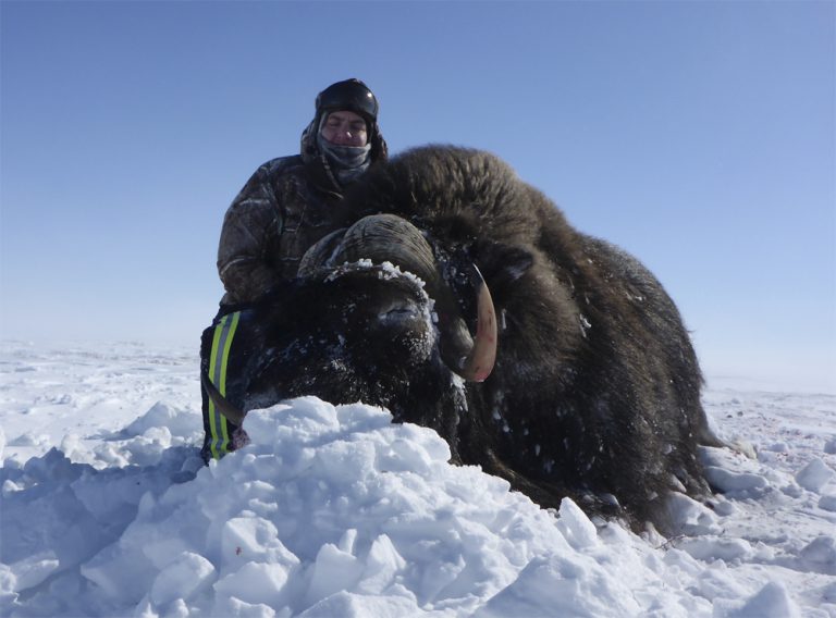 Musk Ox Hunting Nunavut | 2016 Photo Gallery