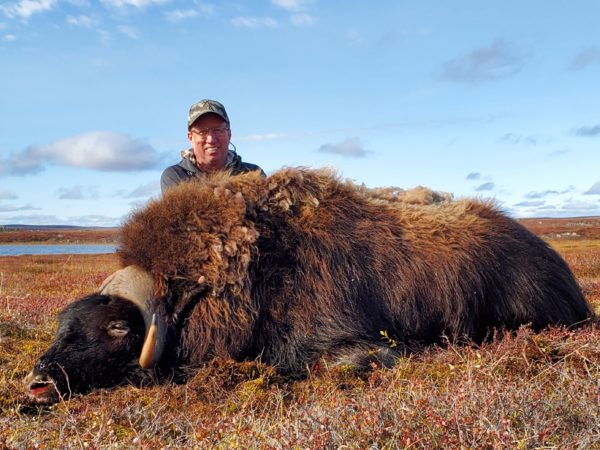 Musk Ox Hunting 2023 | Henik Lake Adventures